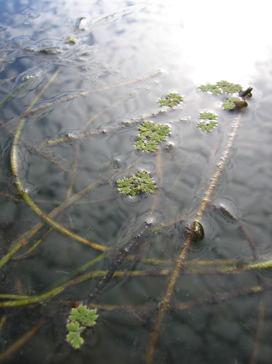 Azolla filiculoides